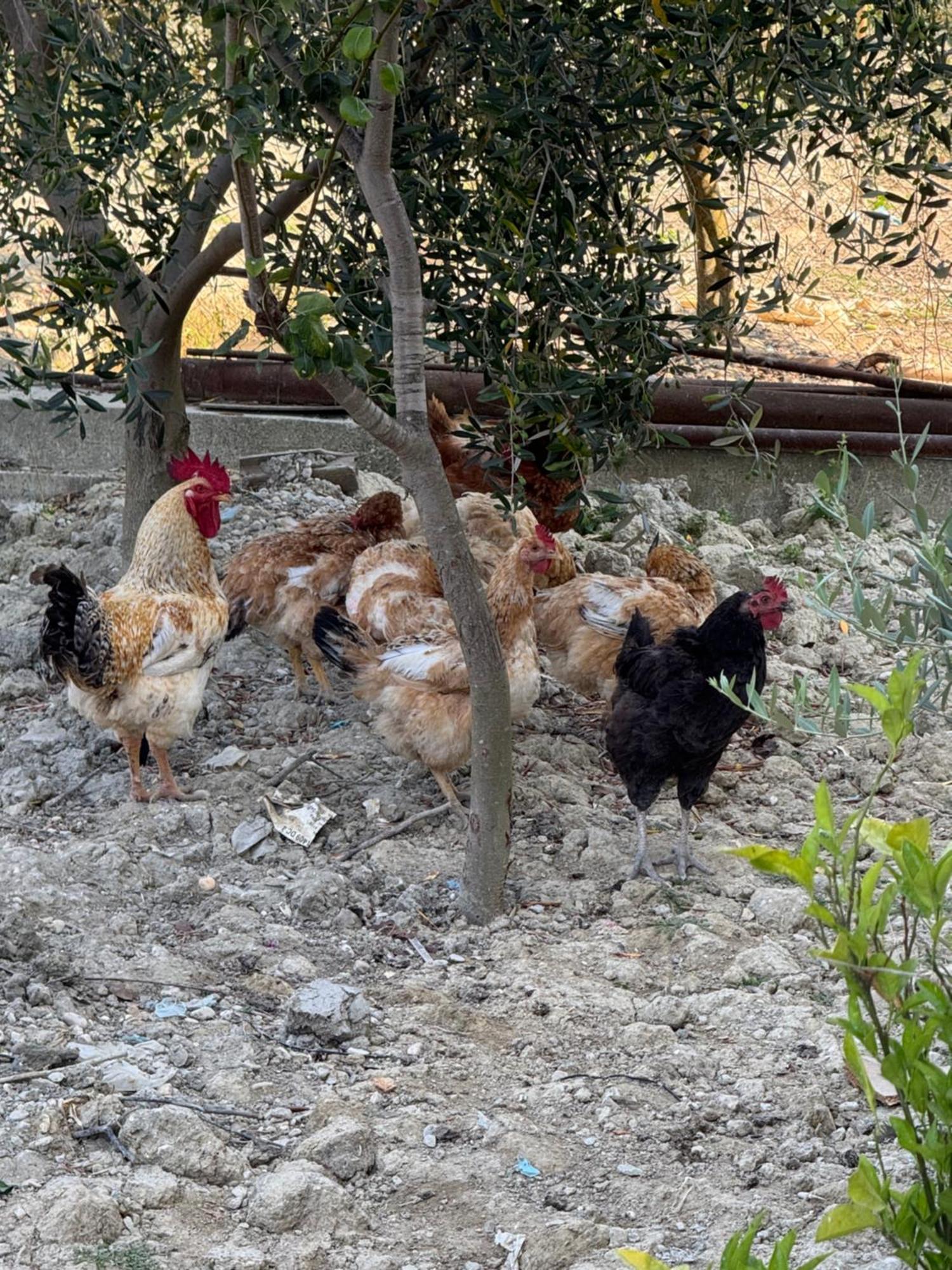 4 Stinet * Vlorë